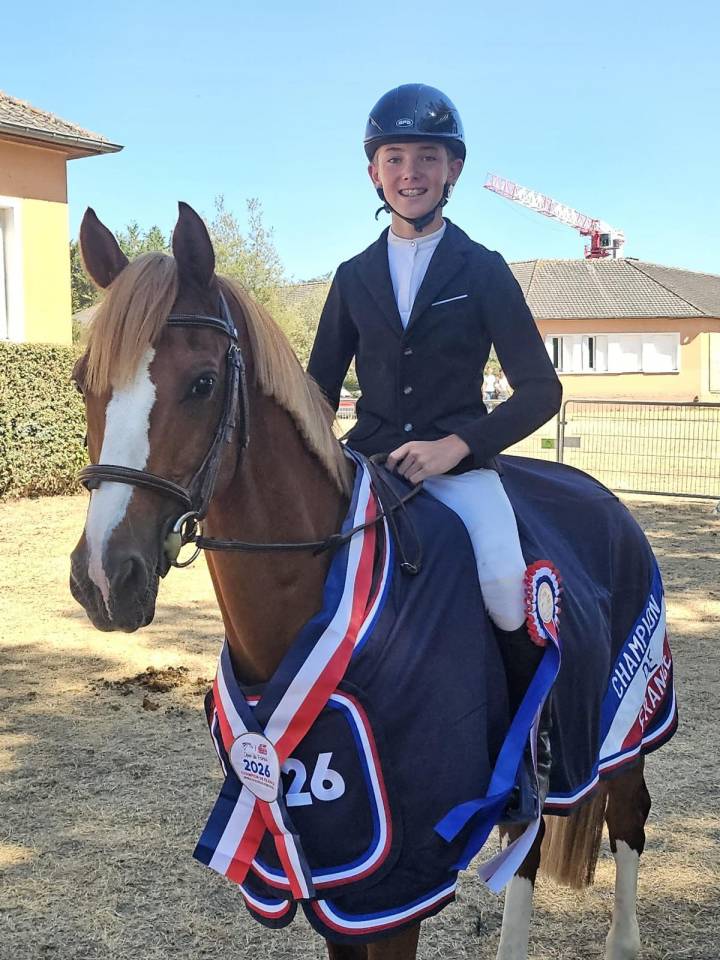 Caballo castrado PFS Poni Fran&ccedil;&eacute;s de Silla En venta 2015 Alaz&aacute;n