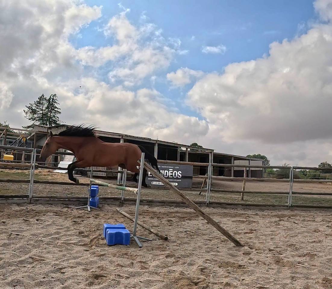 Caballo castrado Trot&oacute;n Franc&eacute;s En venta 2022 Bayo
