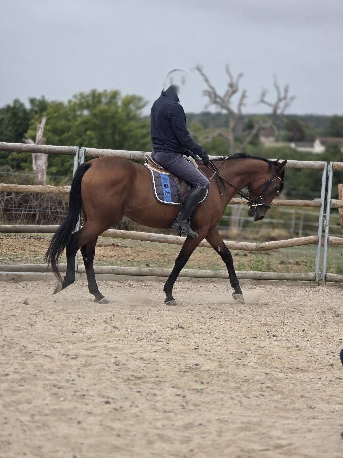 Caballo castrado Trot&oacute;n Franc&eacute;s En venta 2022 Bayo