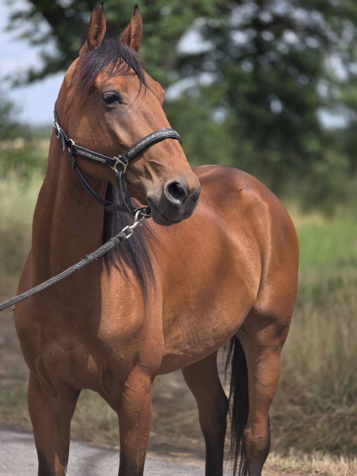 Caballo castrado Trot&oacute;n Franc&eacute;s En venta 2022 Bayo