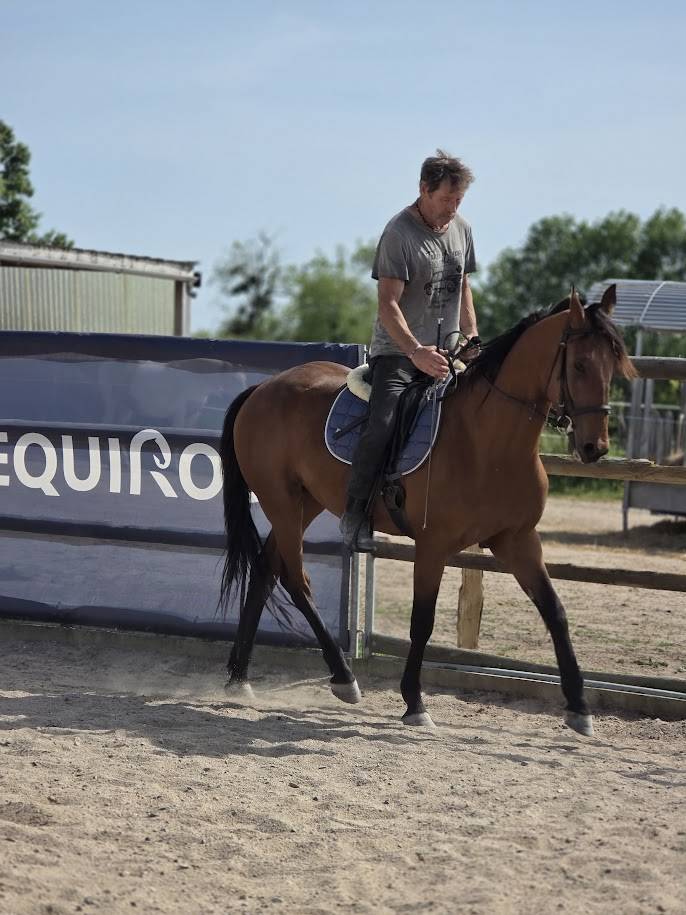 Caballo castrado Trot&oacute;n Franc&eacute;s En venta 2022 Bayo
