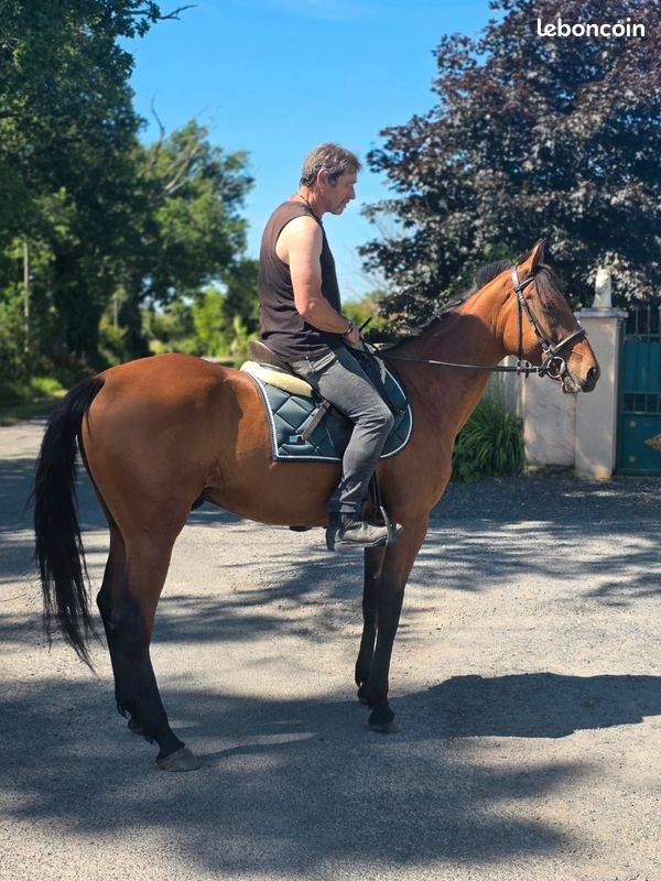 Caballo castrado Trot&oacute;n Franc&eacute;s En venta 2022 Bayo