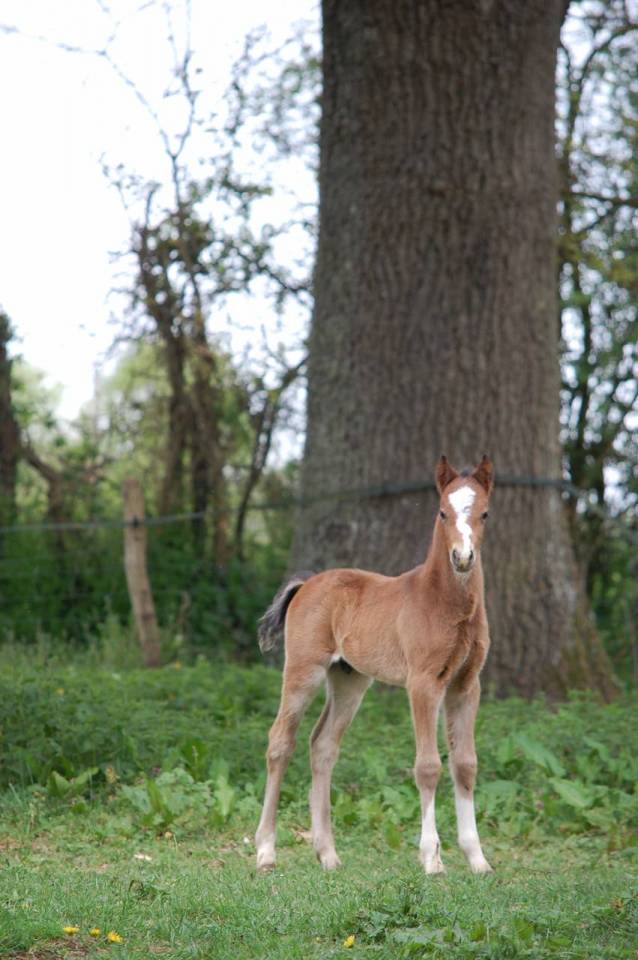 Potro Welsh Part Bred En venta 2026 Bayo por BOOTHSDALE STARFIRE