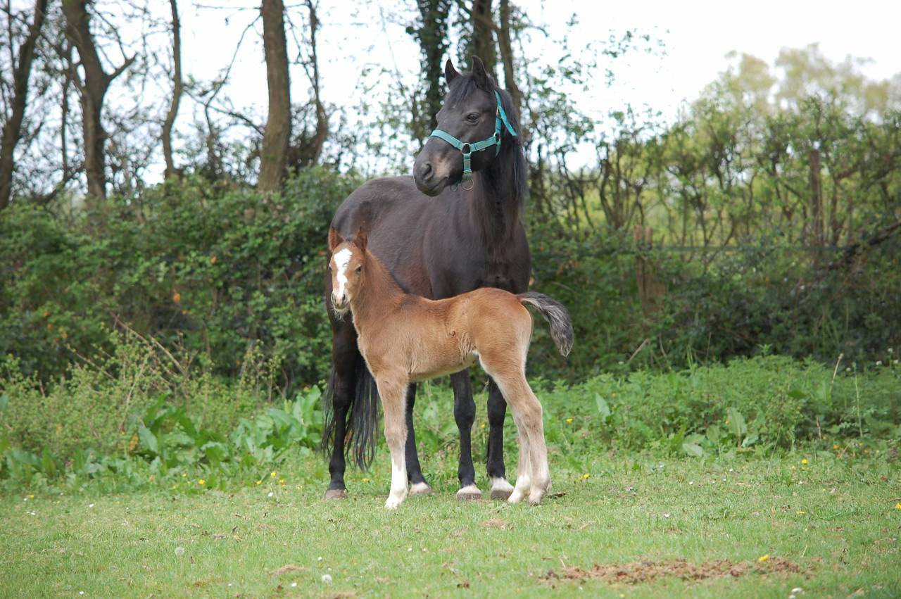 Potro Welsh Part Bred En venta 2026 Bayo por BOOTHSDALE STARFIRE