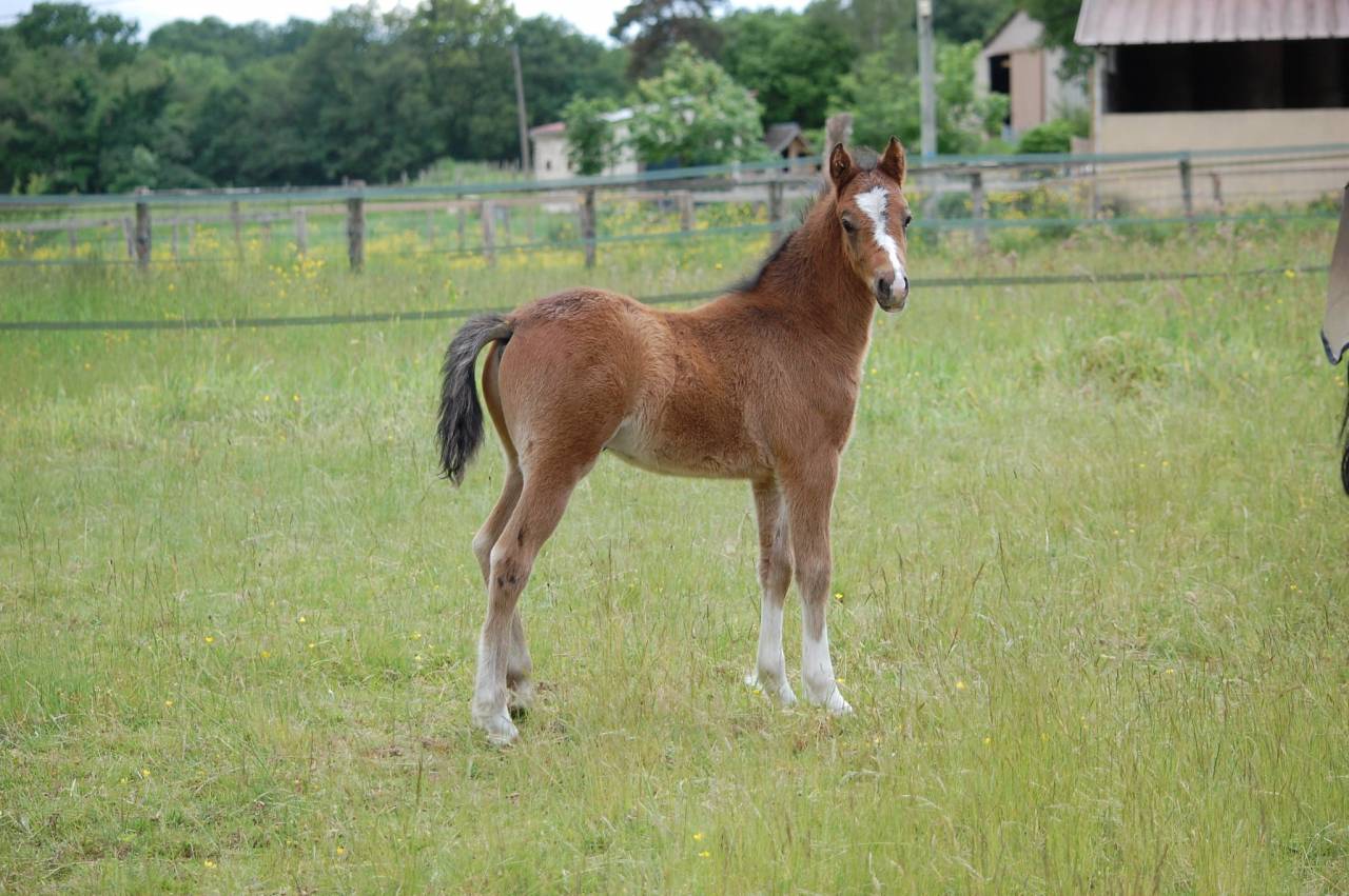 Potro Welsh Part Bred En venta 2026 Bayo por BOOTHSDALE STARFIRE
