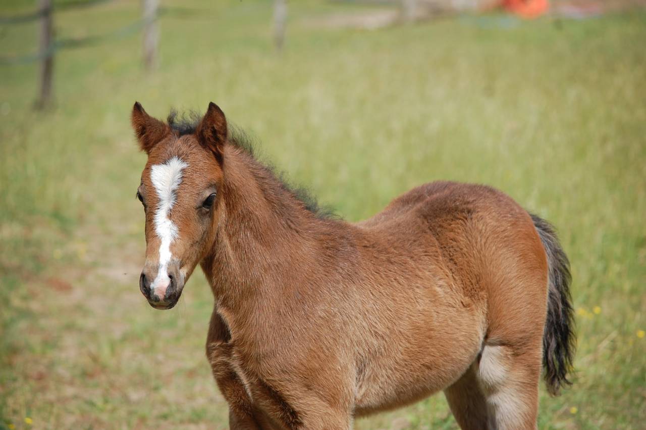 Potro Welsh Part Bred En venta 2026 Bayo por BOOTHSDALE STARFIRE