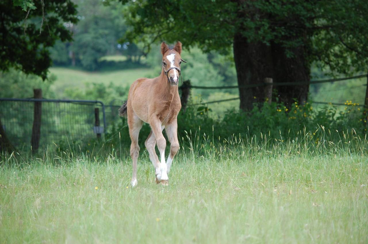 Potro Welsh Part Bred En venta 2026 Bayo por BOOTHSDALE STARFIRE