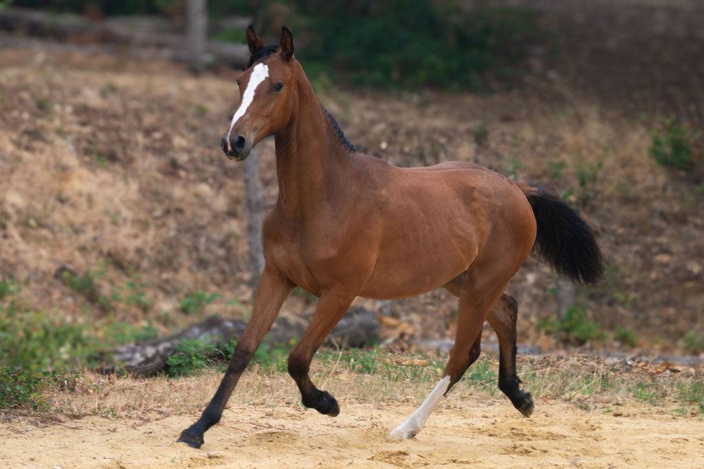 Potranca Silla Franc&eacute;s En venta 2025 Bayo por Conte Bellini