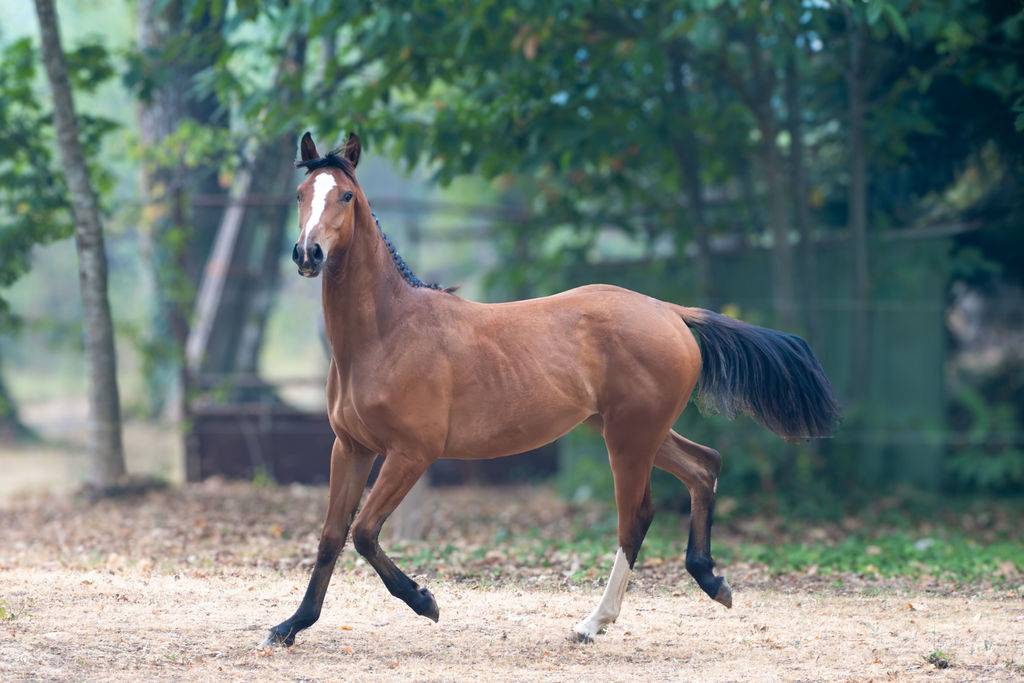 Potranca Silla Franc&eacute;s En venta 2025 Bayo por Conte Bellini