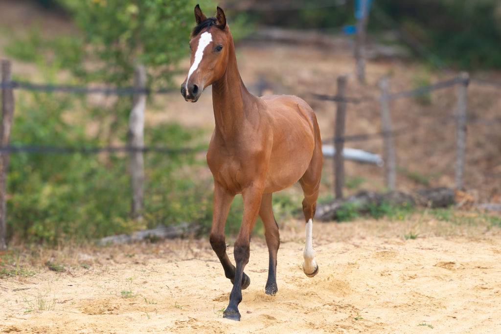 Potranca Silla Franc&eacute;s En venta 2025 Bayo por Conte Bellini
