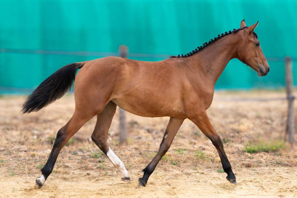 Potranca Silla Franc&eacute;s En venta 2025 Bayo por Conte Bellini