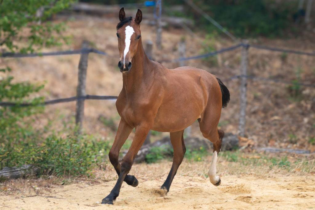 Potranca Silla Franc&eacute;s En venta 2025 Bayo por Conte Bellini