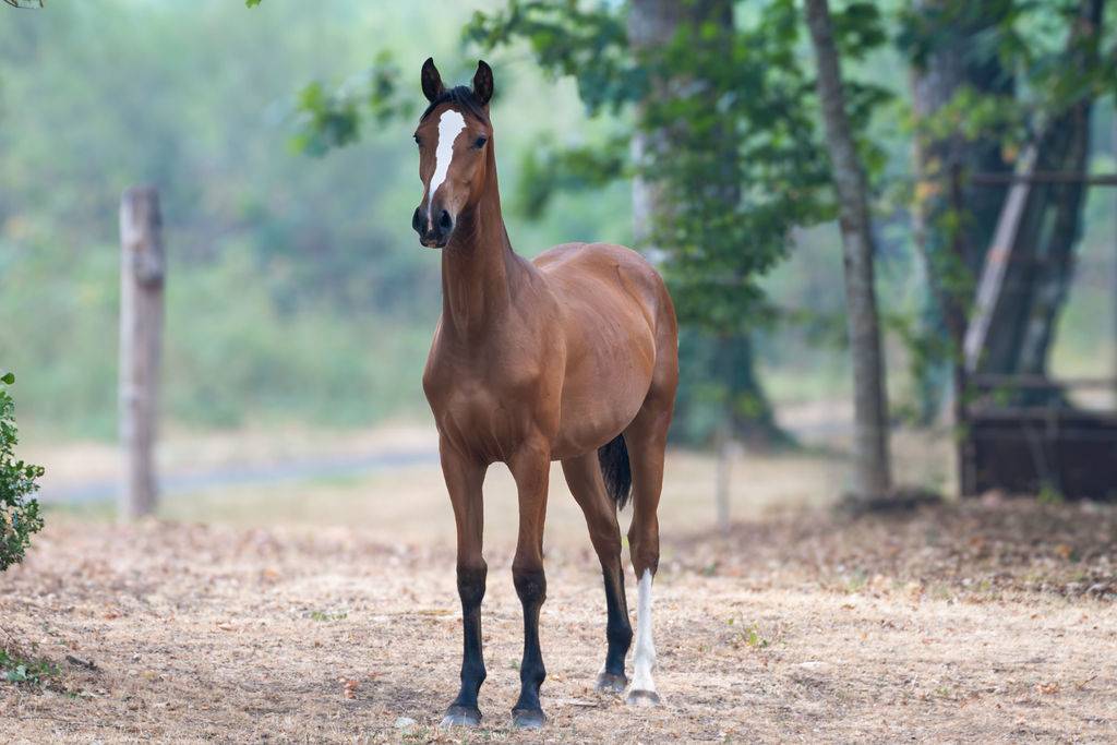 Potranca Silla Franc&eacute;s En venta 2025 Bayo por Conte Bellini
