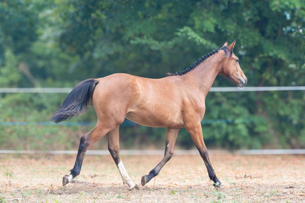 Potranca Silla Franc&eacute;s En venta 2025 Bayo por Conte Bellini