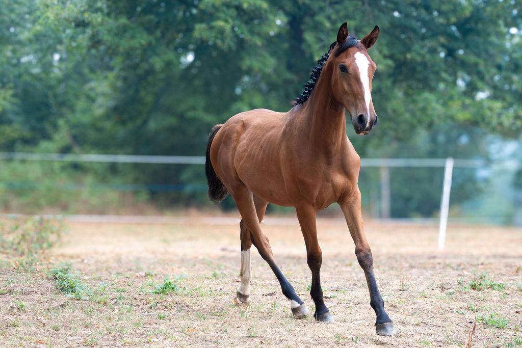 Potranca Silla Franc&eacute;s En venta 2025 Bayo por Conte Bellini