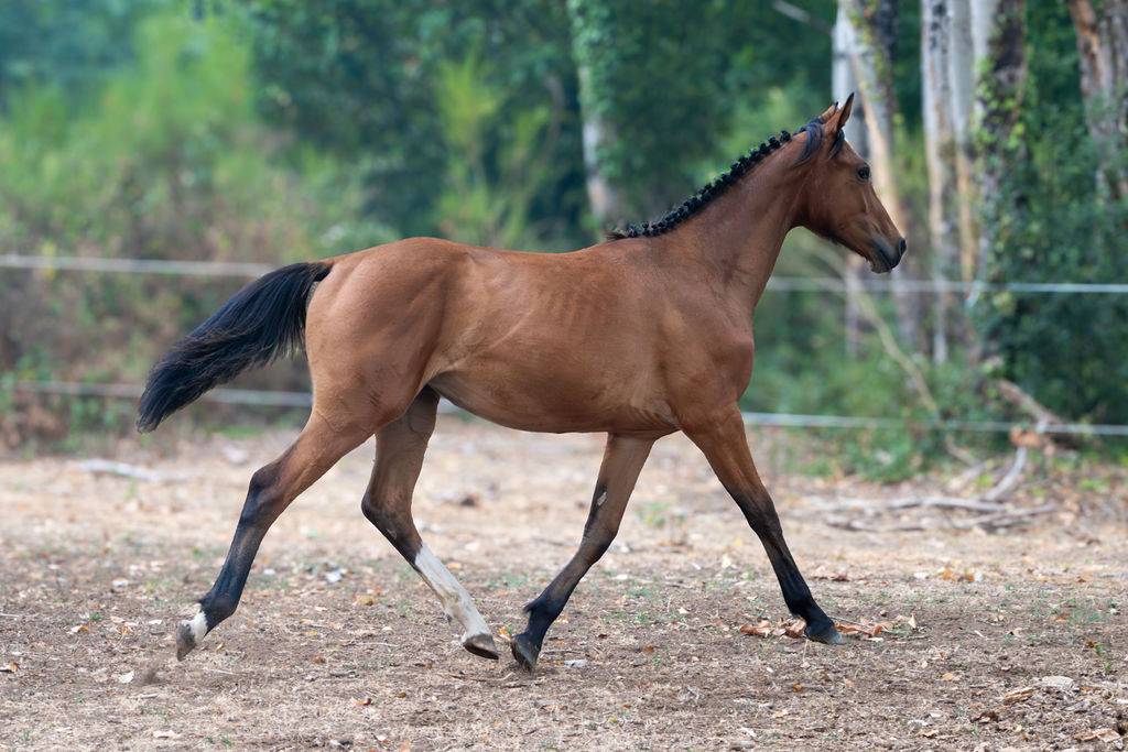 Potranca Silla Franc&eacute;s En venta 2025 Bayo por Conte Bellini