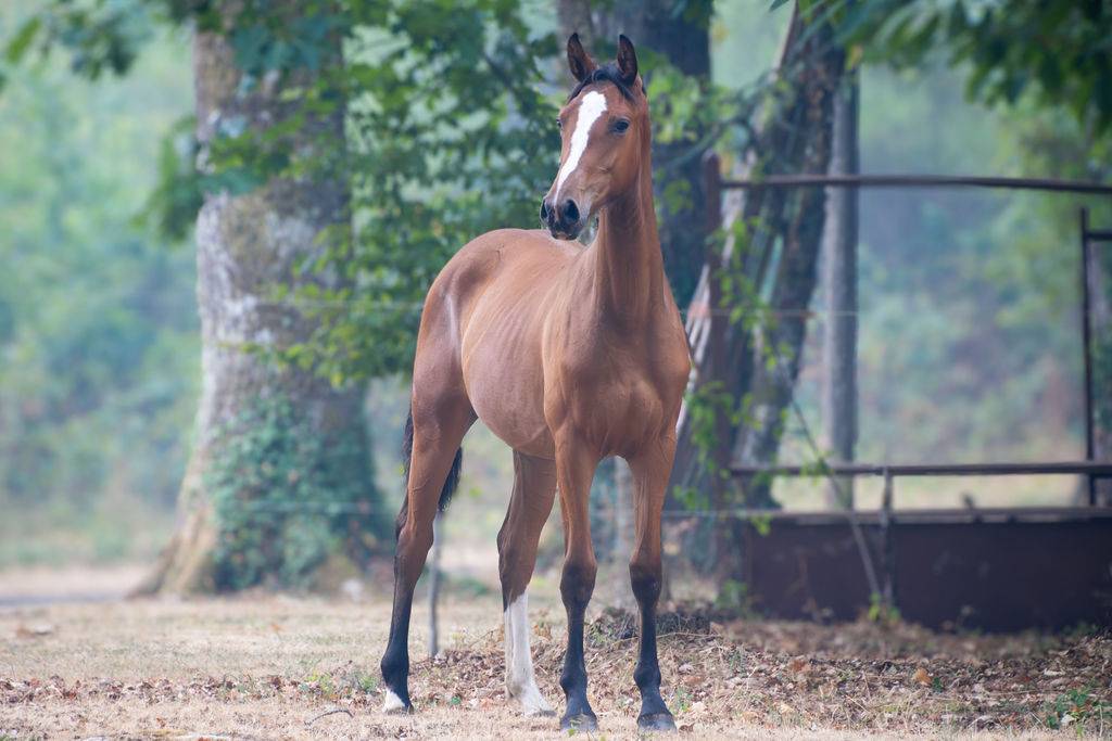 Potranca Silla Franc&eacute;s En venta 2025 Bayo por Conte Bellini
