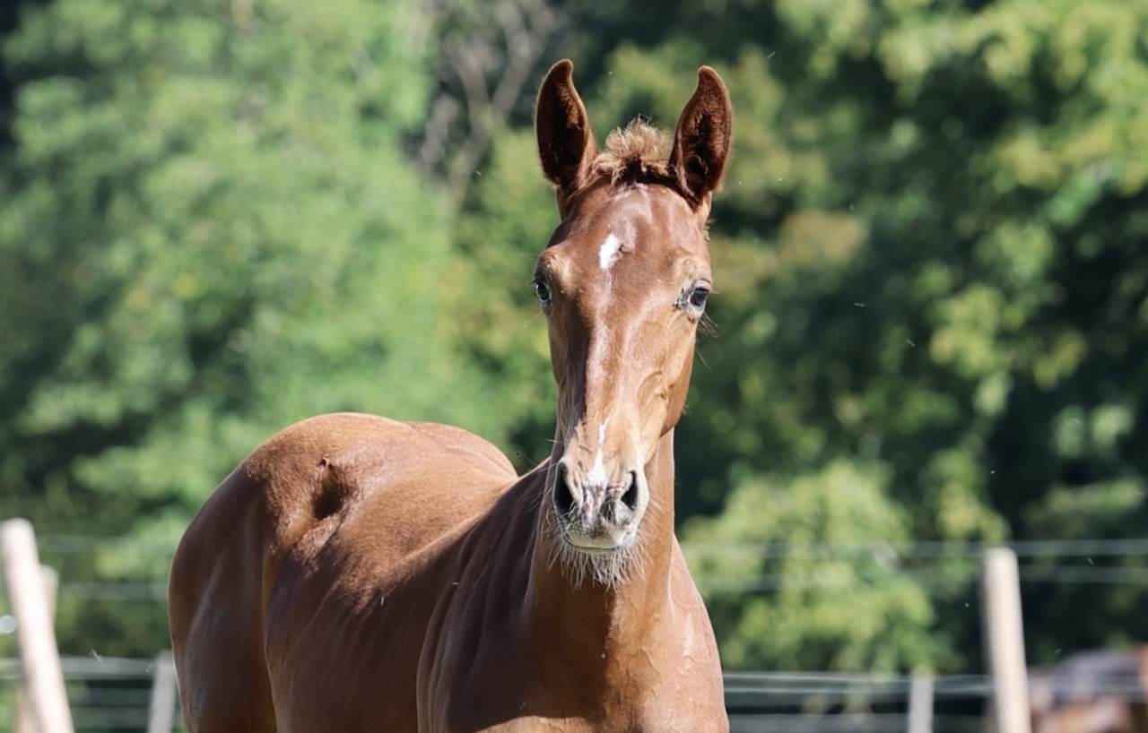 Caballo entero Zangersheide En venta 2026 Alaz&aacute;n por Capuccino