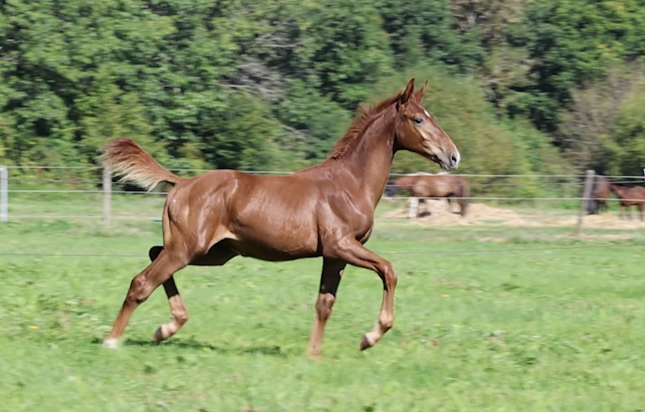 Caballo entero Zangersheide En venta 2026 Alaz&aacute;n por Capuccino