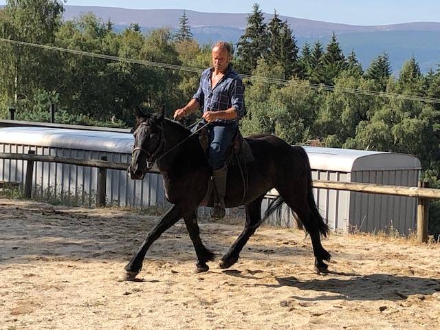 Caballo castrado M&eacute;rens En venta 2023 Negro