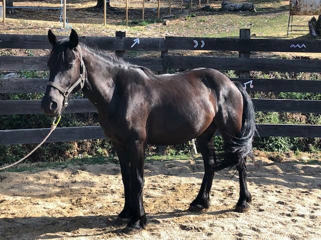 Caballo castrado M&eacute;rens En venta 2023 Negro
