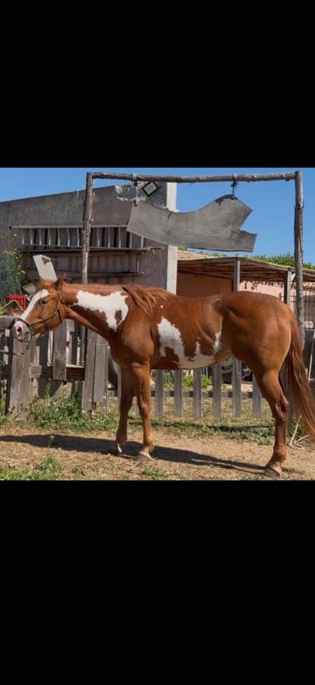 Yegua Paint Horse En venta 2021 Overo
