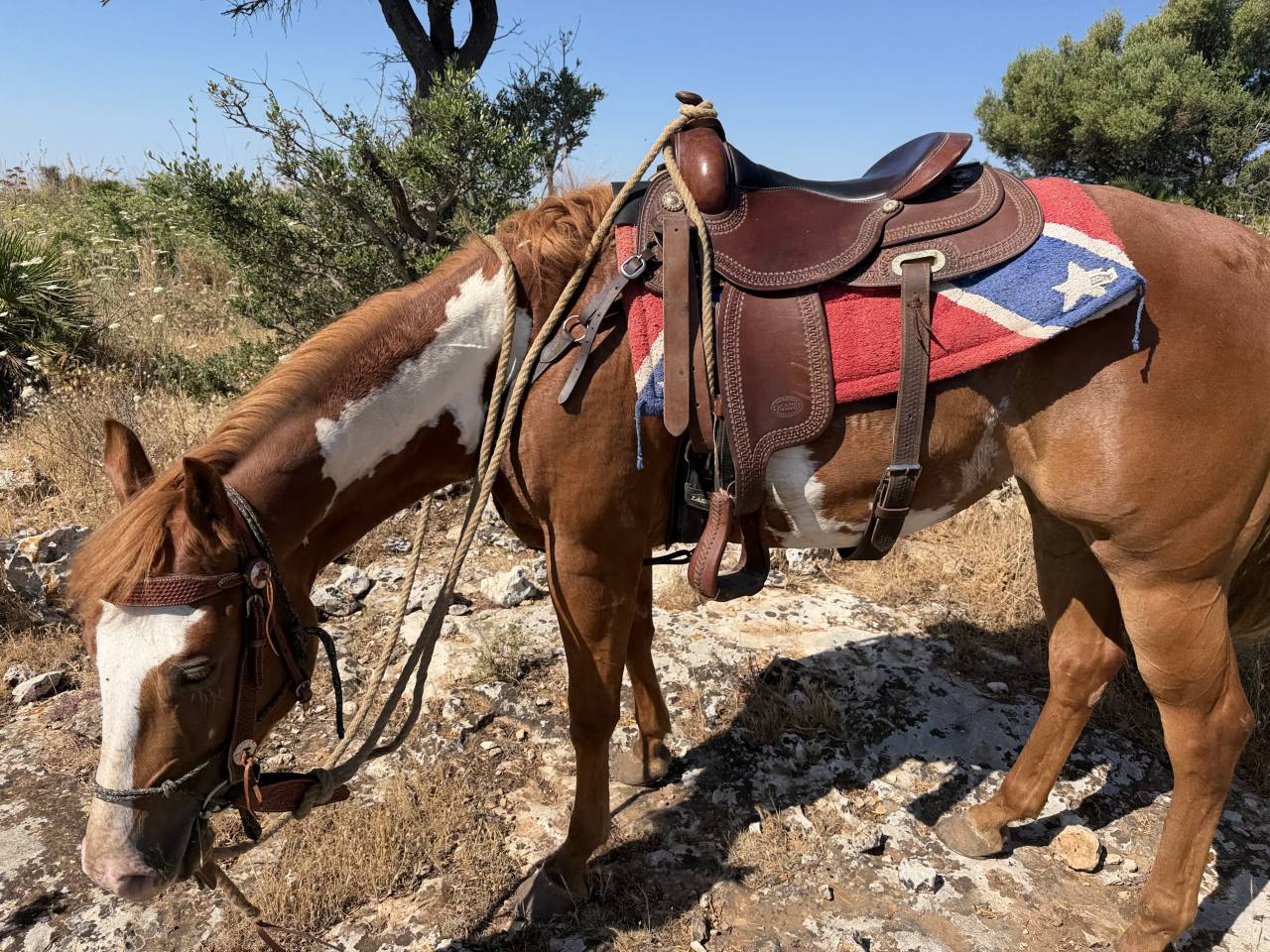Yegua Paint Horse En venta 2021 Overo
