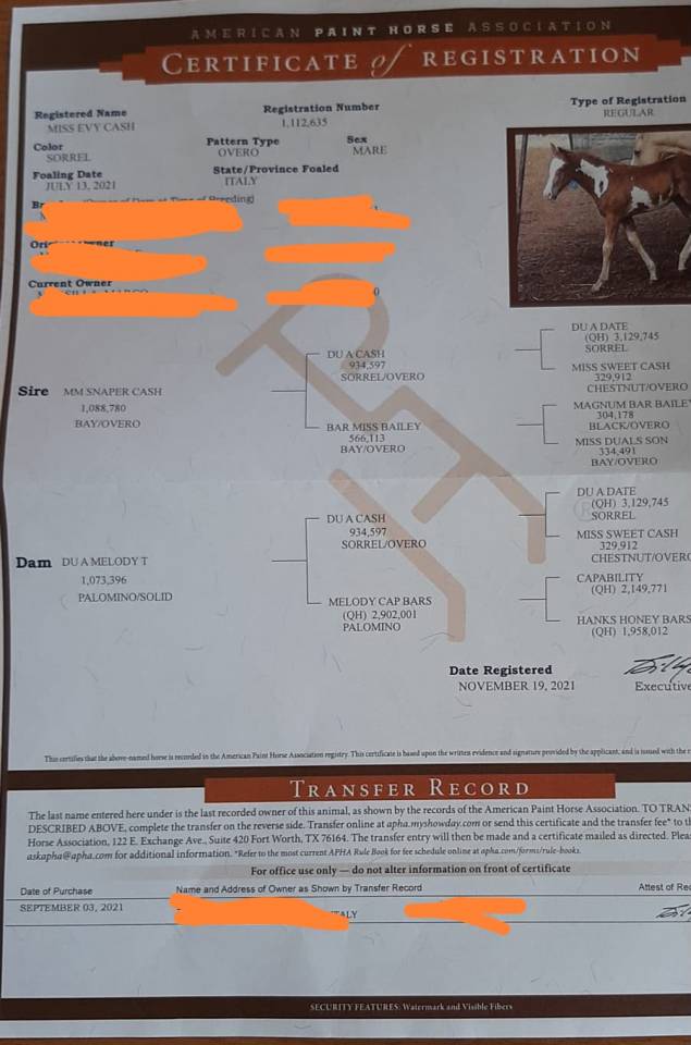 Yegua Paint Horse En venta 2021 Overo