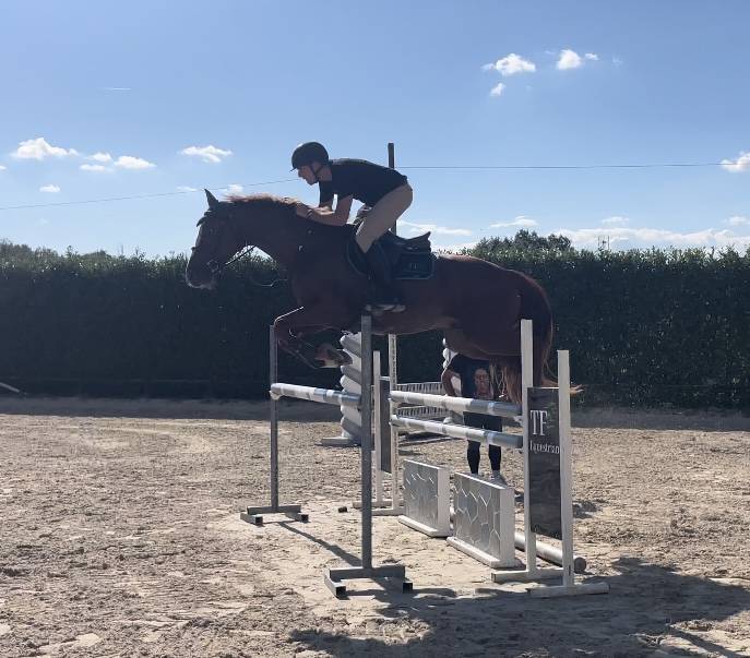 Caballo castrado Zangersheide En venta 2021 Alaz&aacute;n por TANGELO VAN DE ZUUTHOEVE
