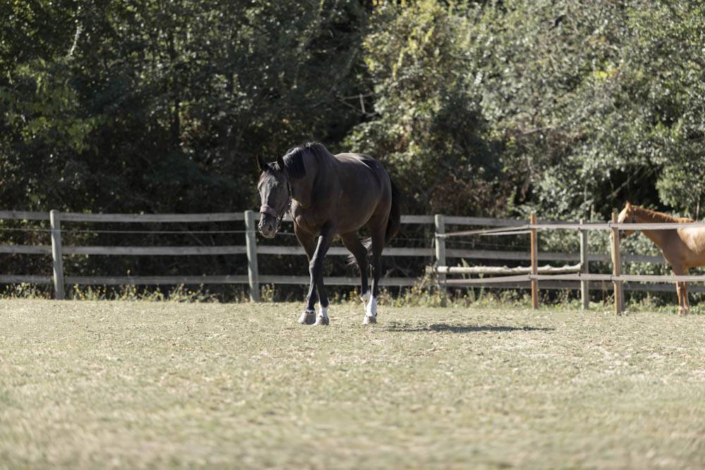 Cuadra de propietarios En venta Essonne