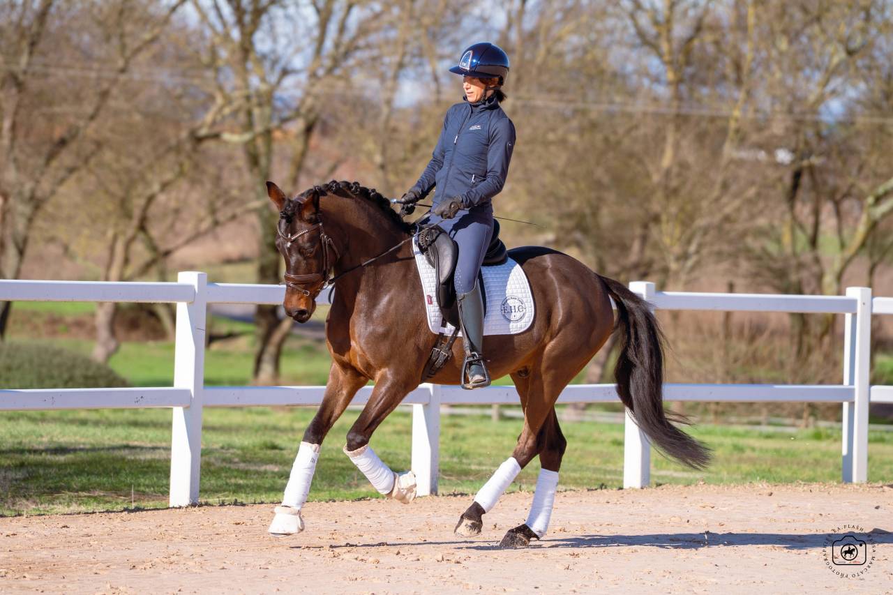 Caballo castrado Caballo de Deporte Alem&aacute;n En venta 2020 Bayo