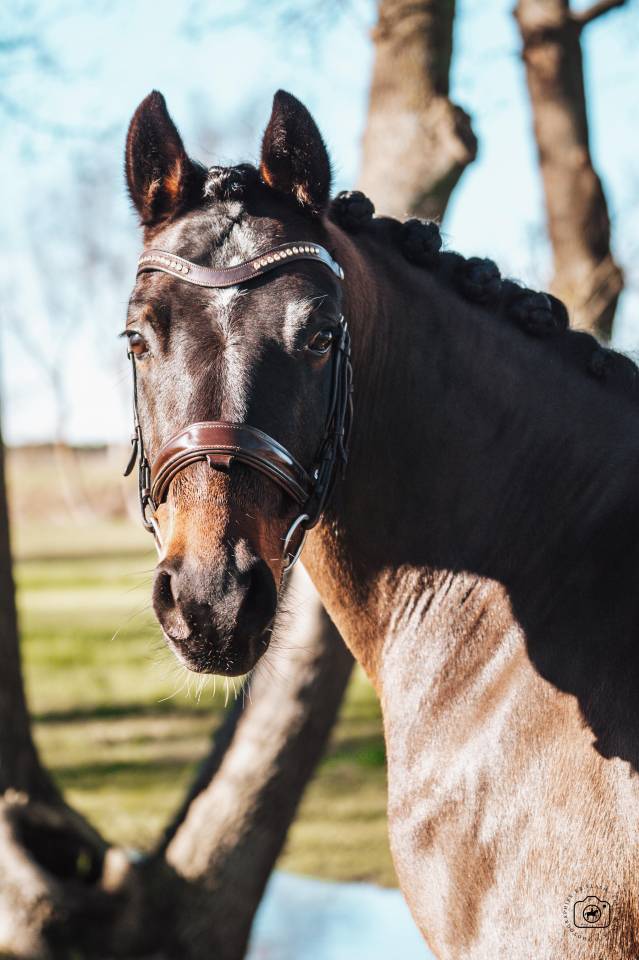 Caballo castrado Caballo de Deporte Alem&aacute;n En venta 2020 Bayo