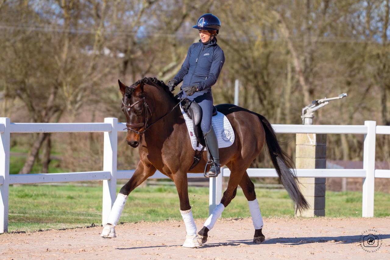 Caballo castrado Caballo de Deporte Alem&aacute;n En venta 2020 Bayo