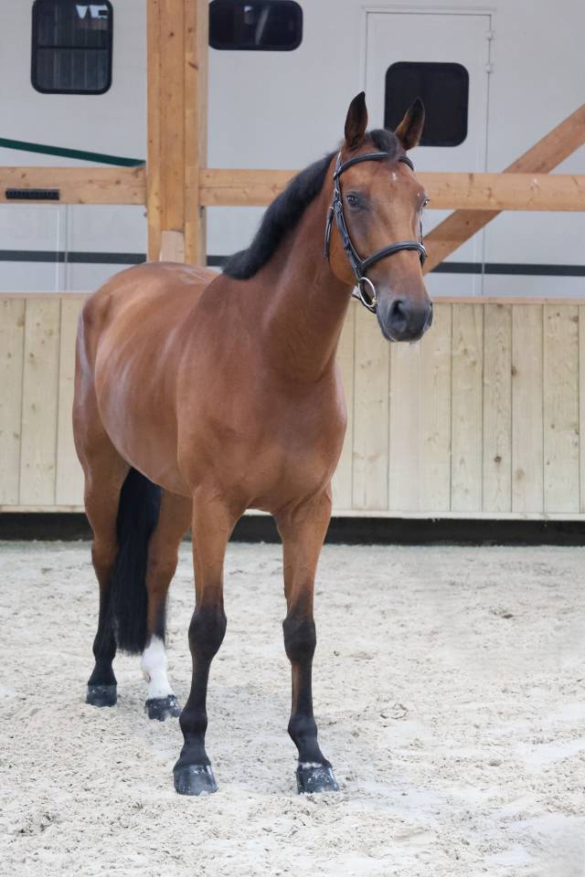 Caballo castrado Silla Franc&eacute;s En venta 2020 Bayo por TANGELO VAN DE ZUUTHOEVE