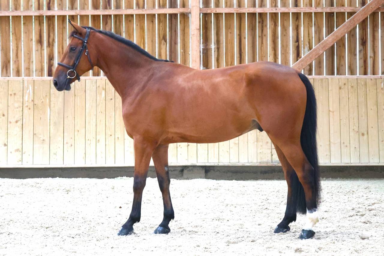 Caballo castrado Silla Franc&eacute;s En venta 2020 Bayo por TANGELO VAN DE ZUUTHOEVE