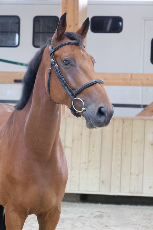 Caballo castrado Silla Franc&eacute;s En venta 2020 Bayo por TANGELO VAN DE ZUUTHOEVE