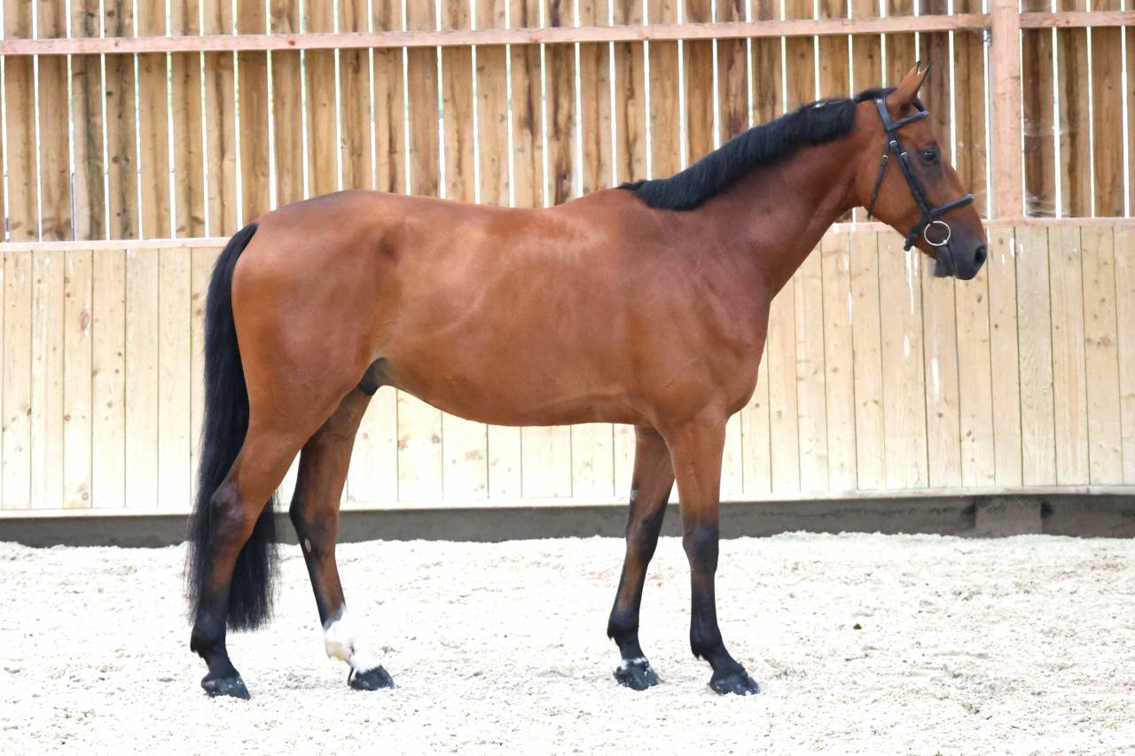 Caballo castrado Silla Franc&eacute;s En venta 2020 Bayo por TANGELO VAN DE ZUUTHOEVE