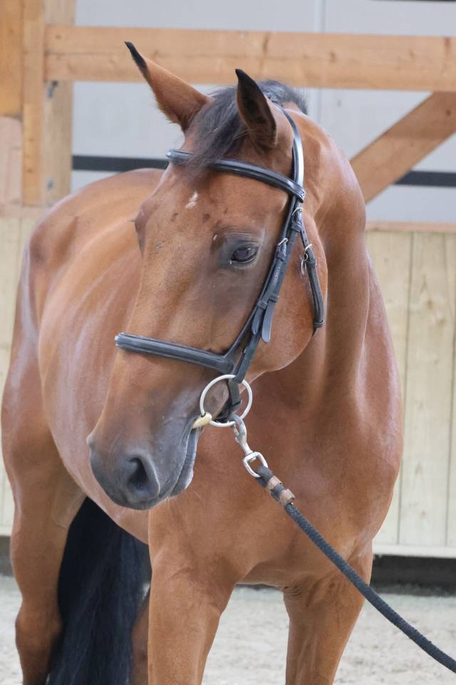 Caballo castrado Silla Franc&eacute;s En venta 2020 Bayo por TANGELO VAN DE ZUUTHOEVE