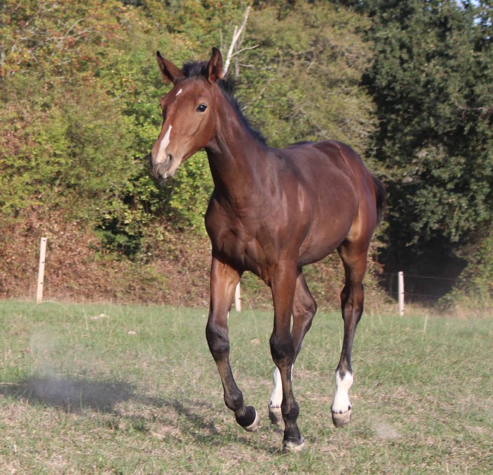 Yegua Silla Franc&eacute;s En venta 2019 Bayo moreno