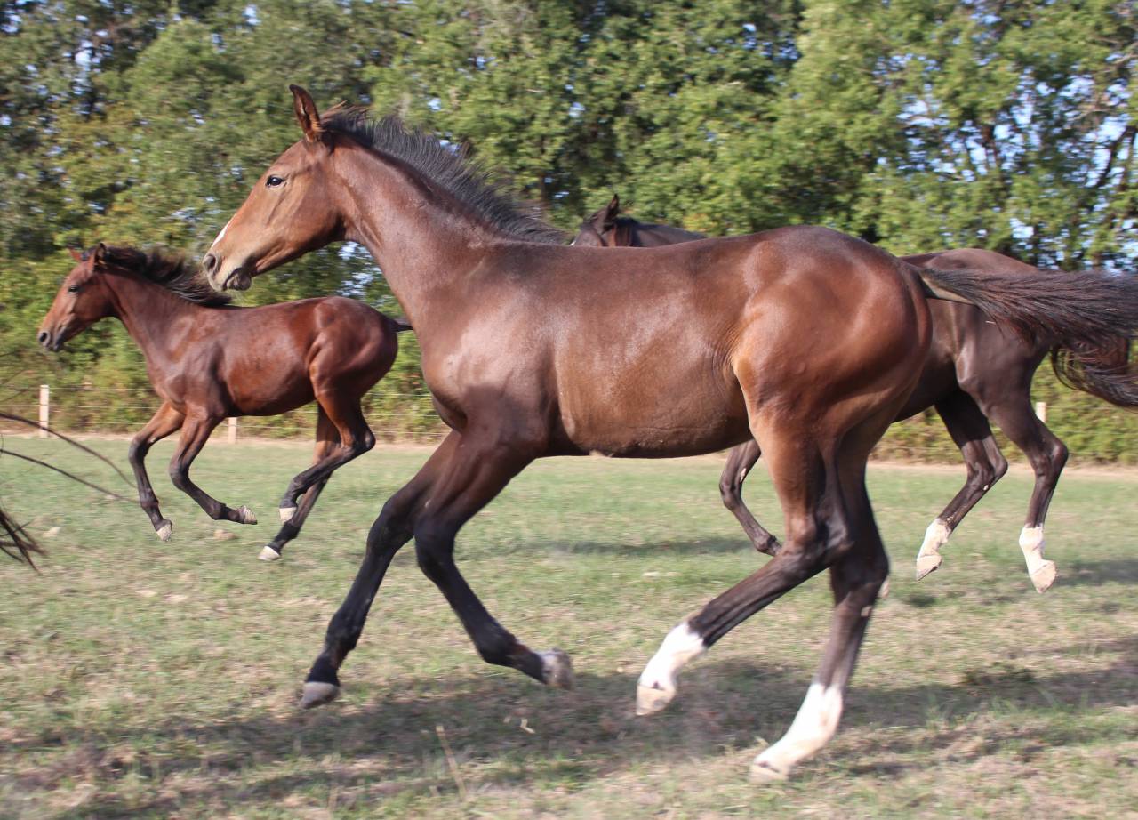 Yegua Silla Franc&eacute;s En venta 2019 Bayo moreno