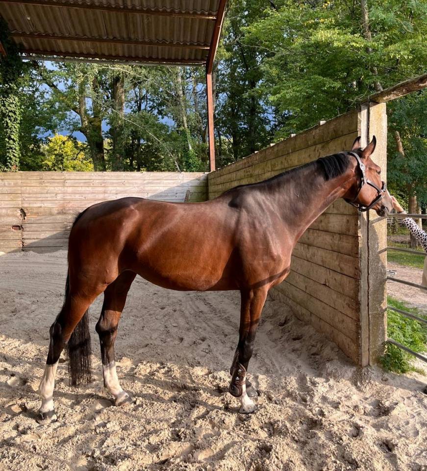 Yegua Silla Franc&eacute;s En venta 2019 Bayo moreno