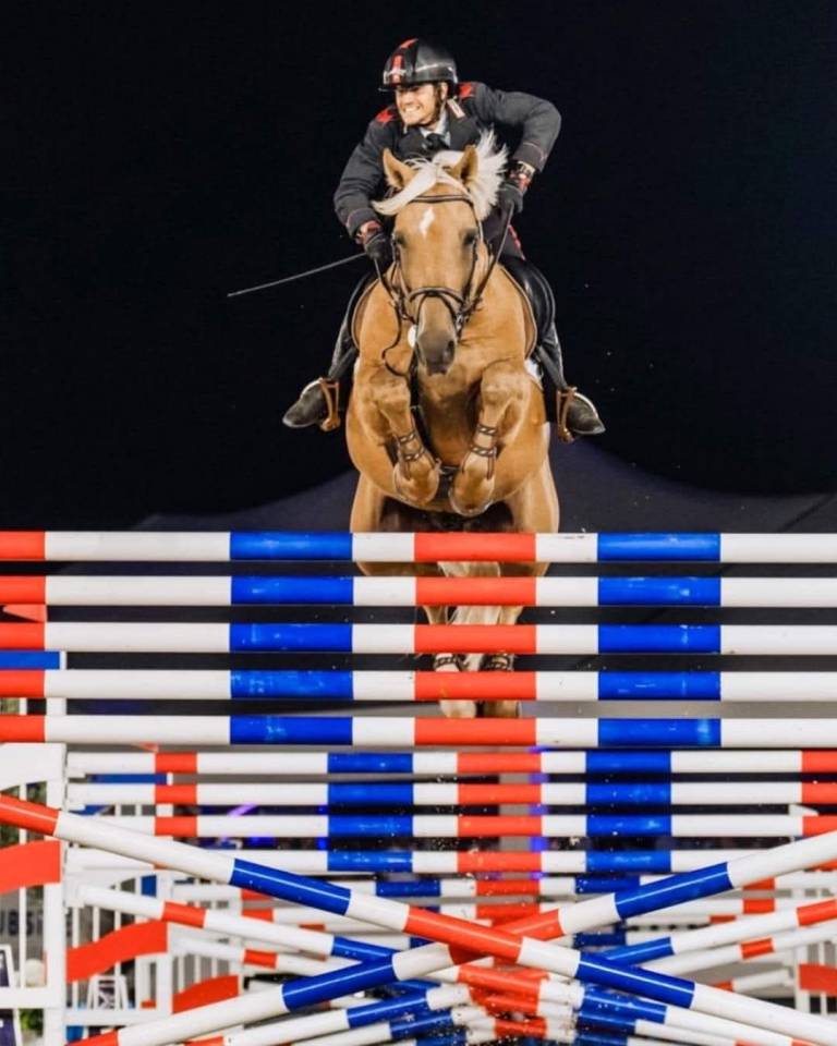 Yegua Silla Franc&eacute;s En venta 2019 Bayo moreno