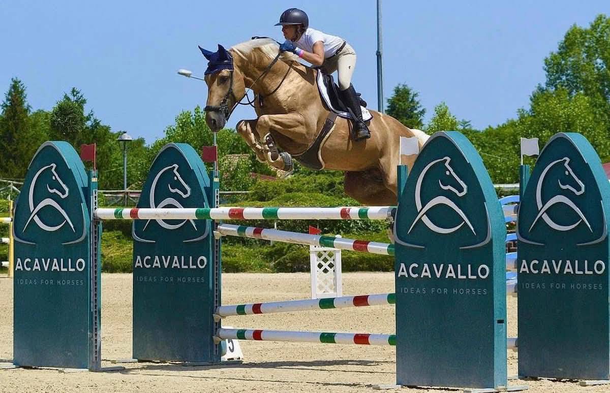 Yegua Silla Franc&eacute;s En venta 2019 Bayo moreno