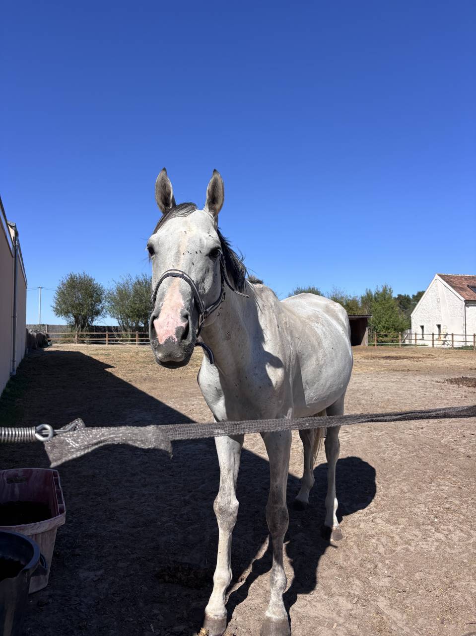 Caballo entero Origen No Constatado En venta 2021 Tordo