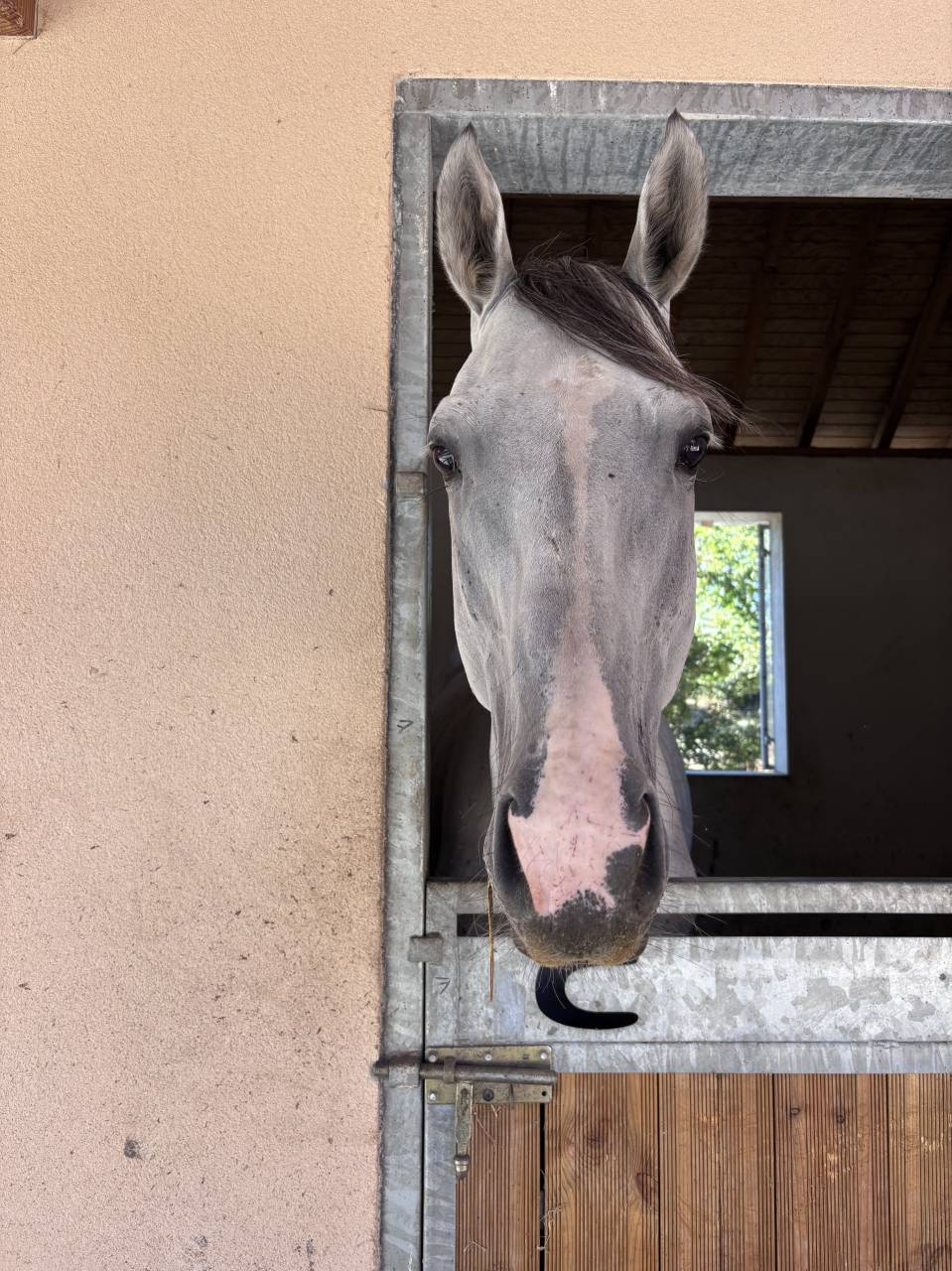 Caballo entero Origen No Constatado En venta 2021 Tordo