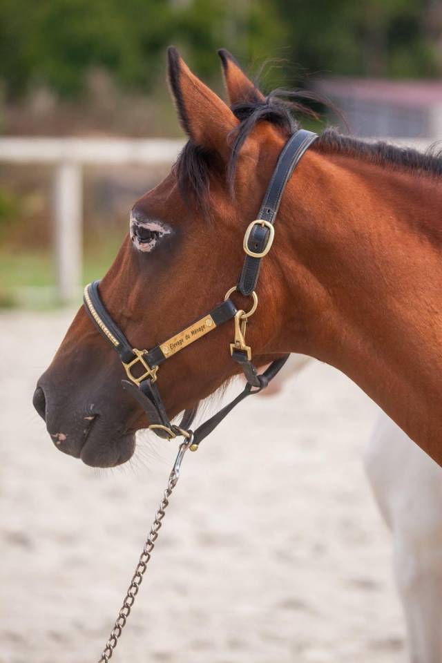 Yegua de ganader&iacute;a New Forest En venta 2009 Bayo por Woodrow Prince Harry
