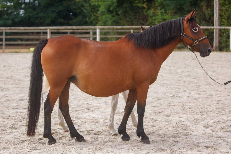 Yegua de ganader&iacute;a New Forest En venta 2009 Bayo por Woodrow Prince Harry