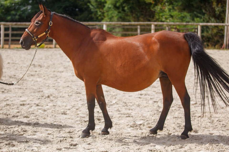 Yegua de ganader&iacute;a New Forest En venta 2009 Bayo por Woodrow Prince Harry