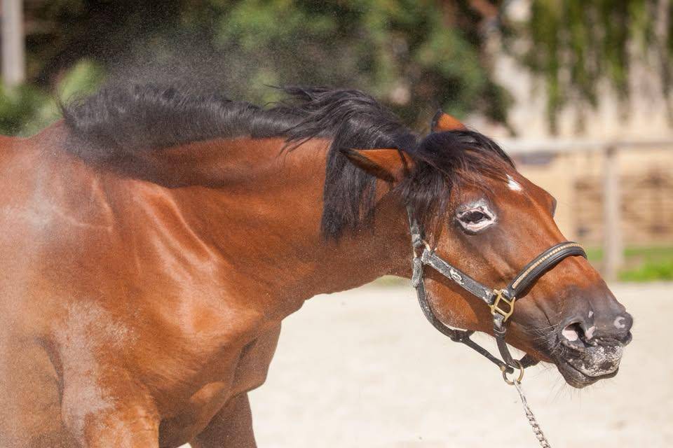 Yegua de ganader&iacute;a New Forest En venta 2009 Bayo por Woodrow Prince Harry