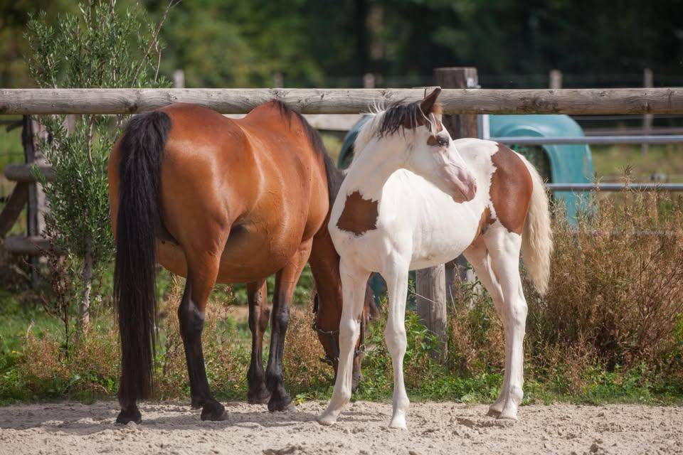 Yegua de ganader&iacute;a New Forest En venta 2009 Bayo por Woodrow Prince Harry
